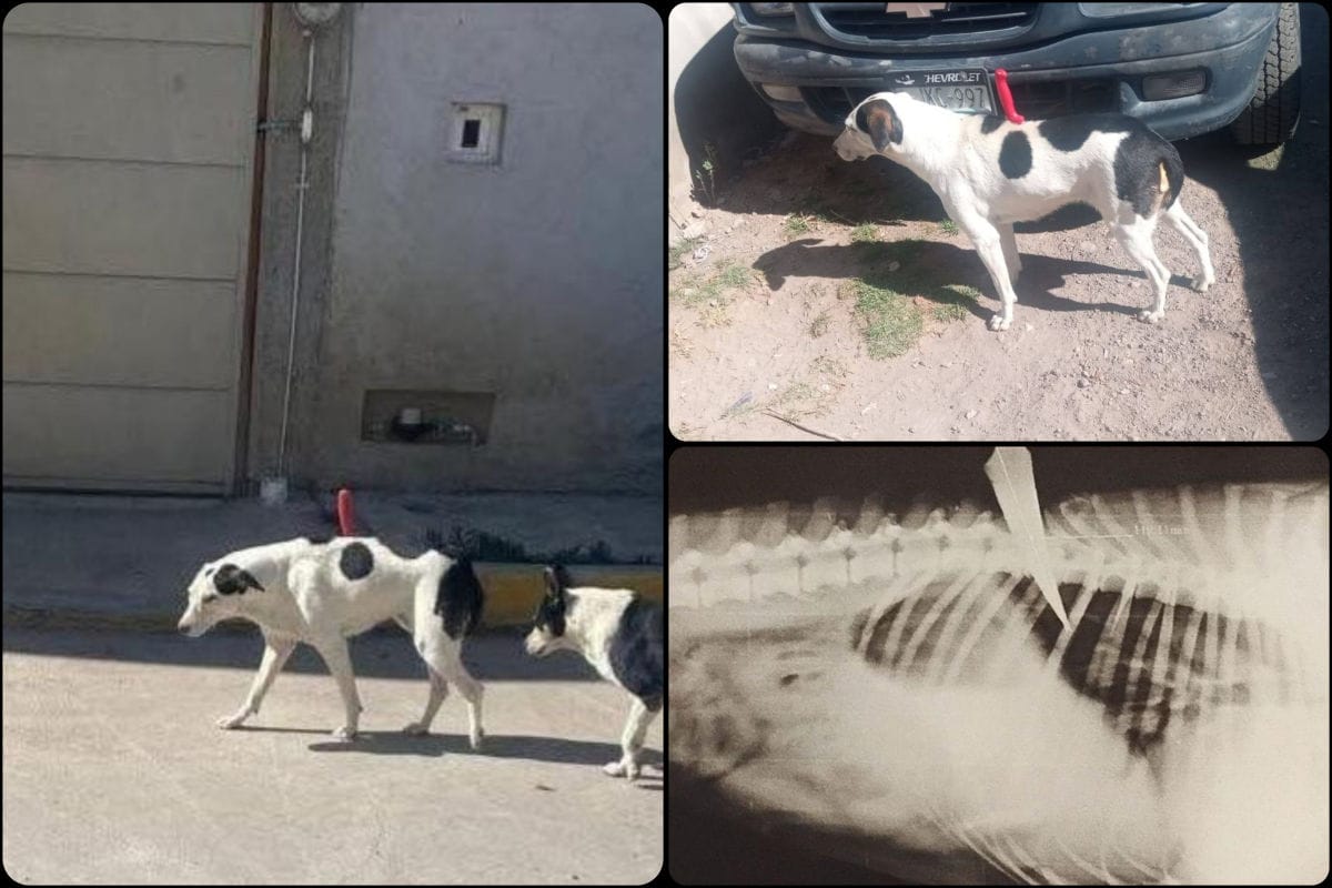 Rescatan a perrita que caminaba en Pachuca con un cuchillo enterrado en su lomo