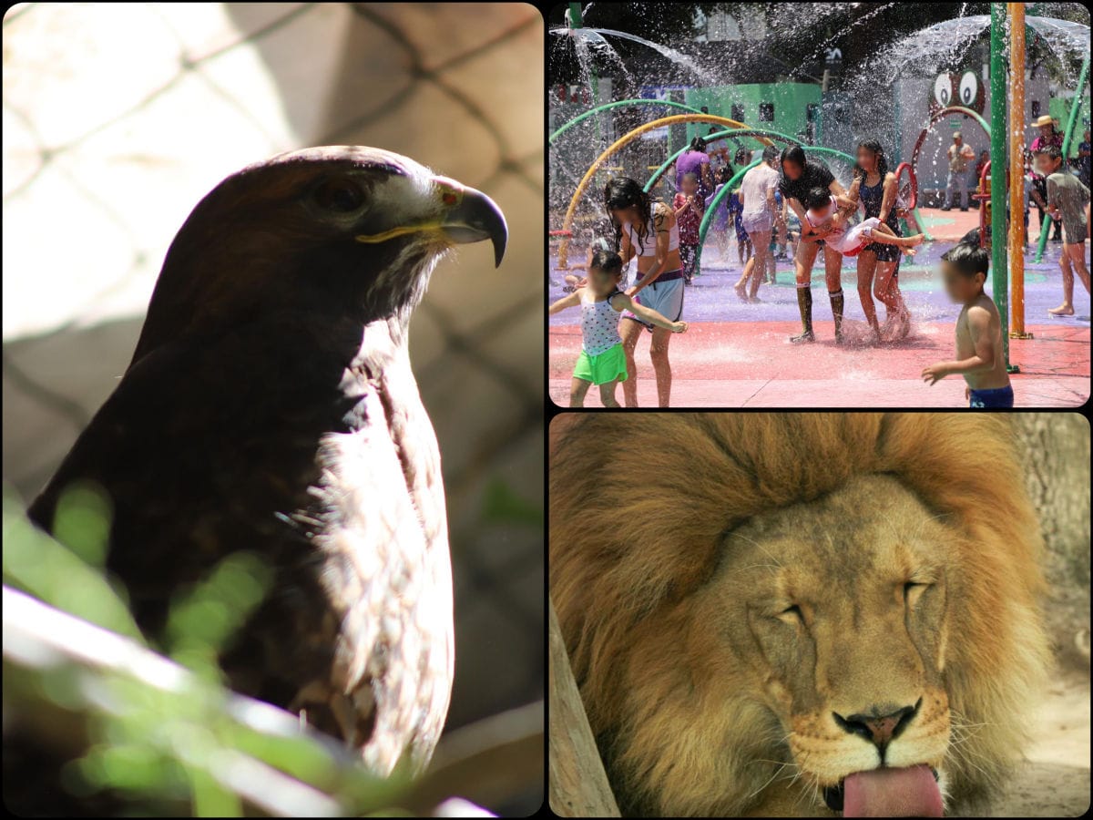 Aún quedan vacaciones, ¿qué hacer en Pachuca? Bioparque de Convivencia, la opción familiar