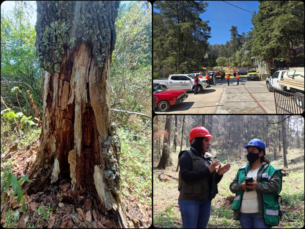 Combaten desastre de plagas en Parque Nacional El Chico con drones y millonaria inversión