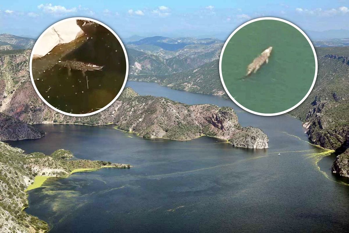 Enorme cocodrilo es captado nadando en la presa de Zimapán (videos)