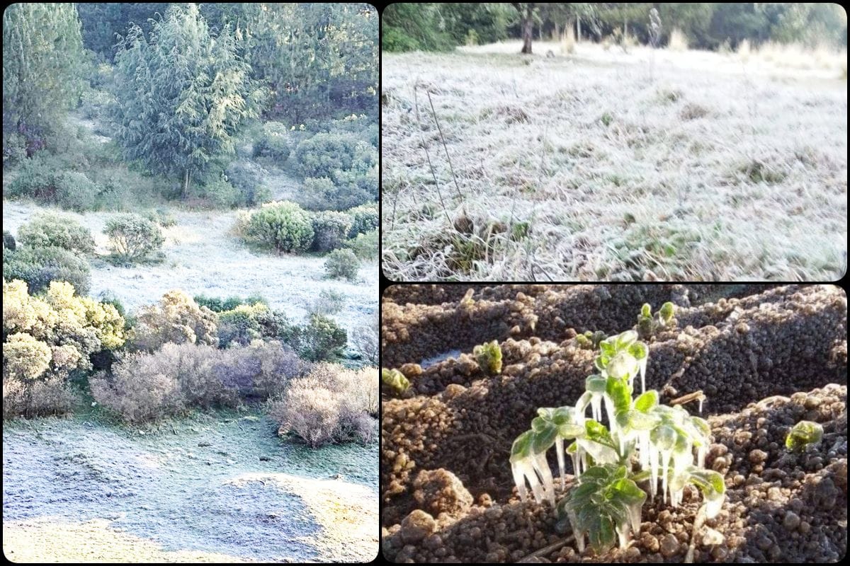 Cae helada atípica en Hidalgo en plena primavera y arrasa con cultivos