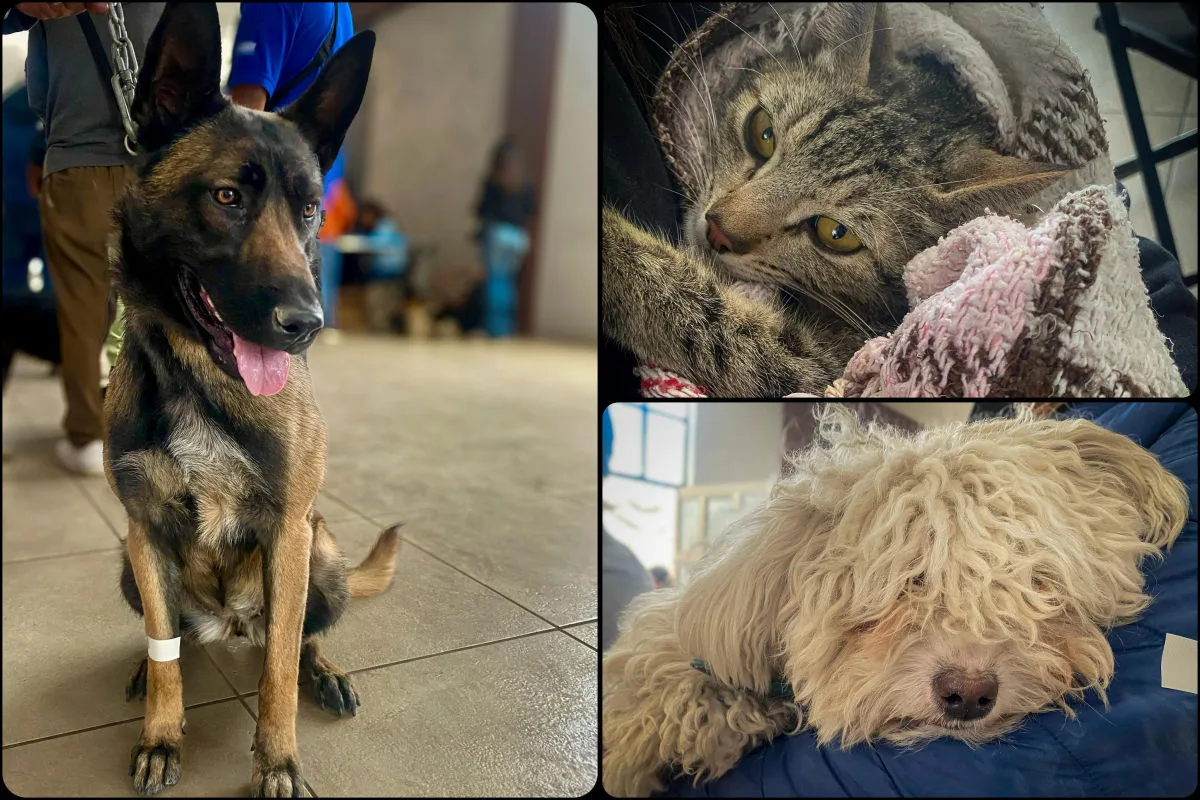 'Pachuca con Huellitas', el programa municipal que ha beneficiado a más de 2 mil peluditos