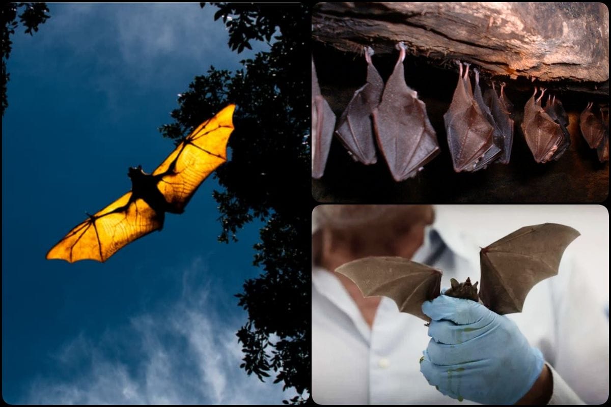 Día de los Murciélagos: Hidalgo cuenta con 61 especies y debemos protegerlas