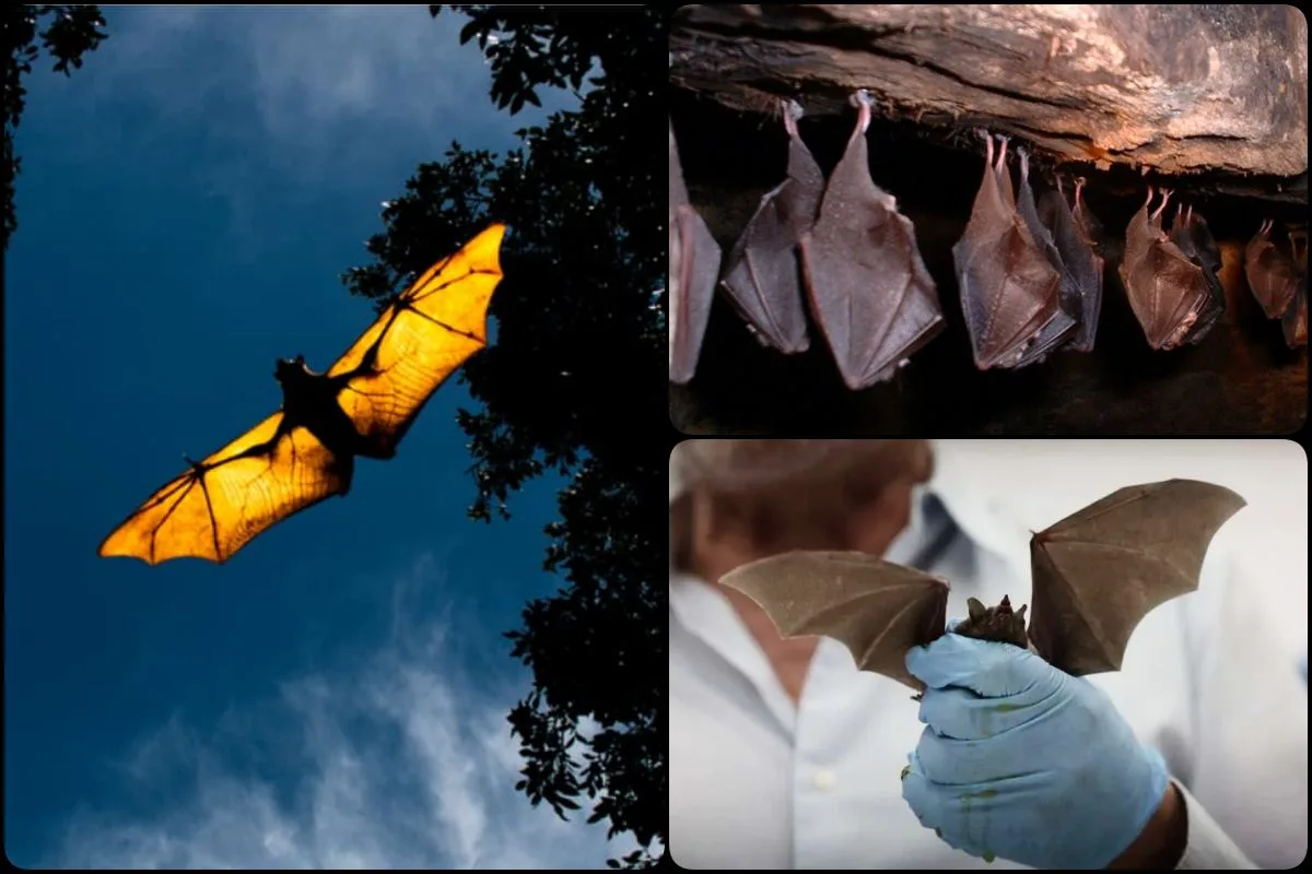 Día de los Murciélagos: Hidalgo cuenta con 61 especies y debemos protegerlas