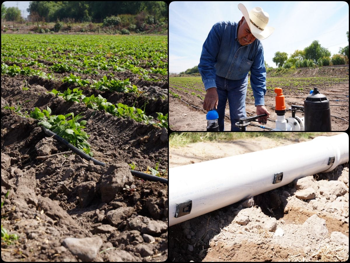 Parcelas demostrativas: la modernización agrícola con uso eficiente de agua en el Valle del Mezquital