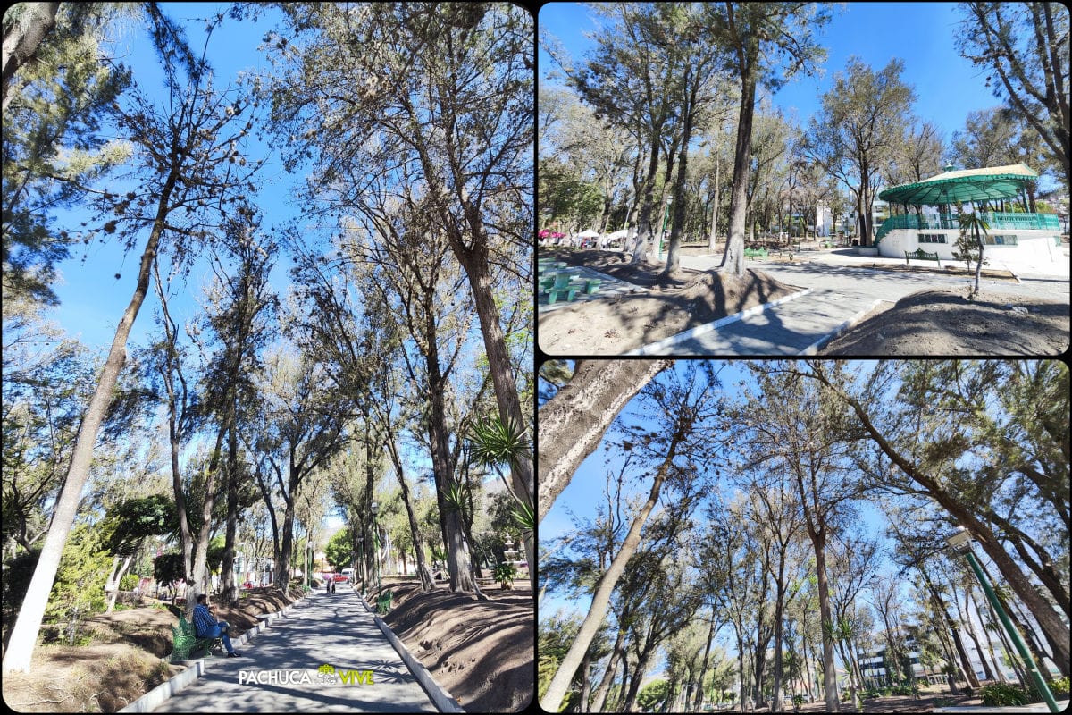 Azota plaga a este emblemático parque de Pachuca y 41 árboles tendrán que ser derribados