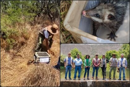 Liberan en la naturaleza a cuatro animalitos rehabilitados en la unidad de rescate de Pachuca (video)