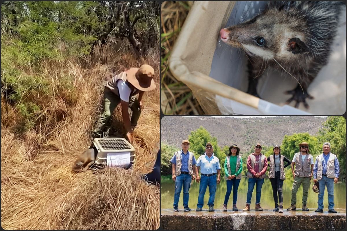 Liberan en la naturaleza a cuatro animalitos rehabilitados en la unidad de rescate de Pachuca (video)