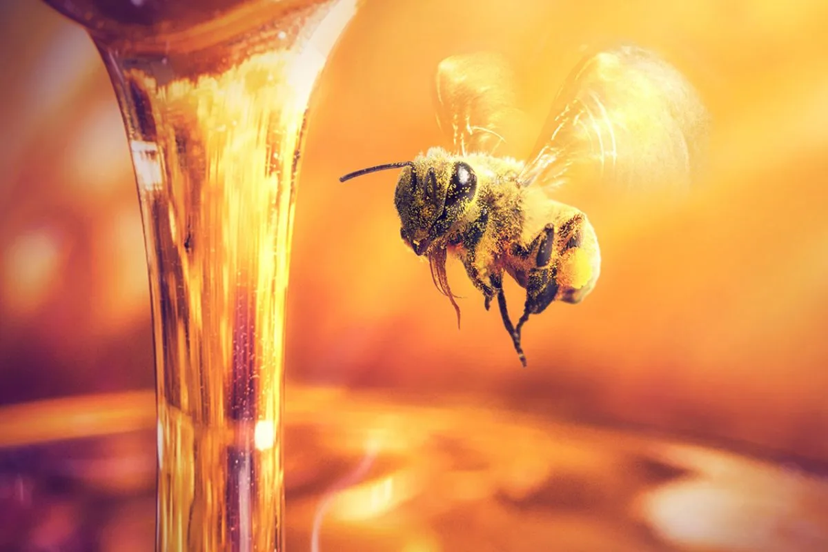¡Cuidemos a las abejas! Hidalgo produce cerca de 1,400 toneladas de miel al año