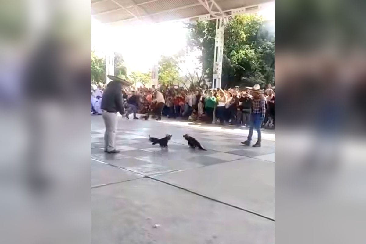 Indigna exhibición de pelea de gallos organizada en escuela primaria de Mineral de la Reforma