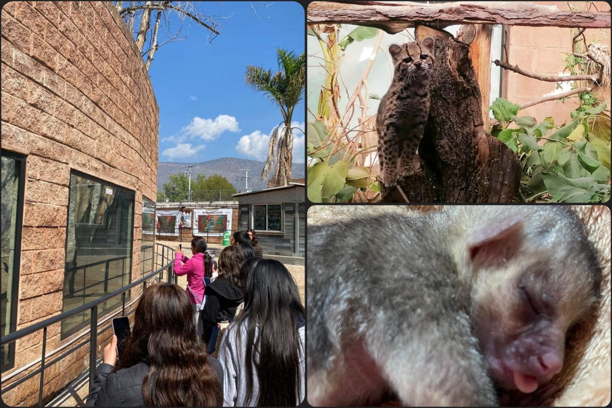 Invitan a experiencia para las mamás en la Unidad de Rehabilitación de Fauna de Pachuca