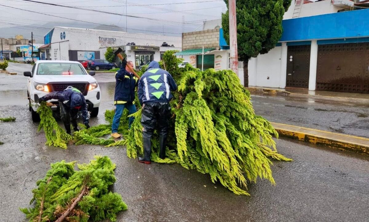 Colapsan árboles en Pachuca tras las lluvias de este viernes; uno derribó una luminaria 4 Colapsan árboles en Pachuca tras las lluvias de este viernes; uno derribó una luminaria