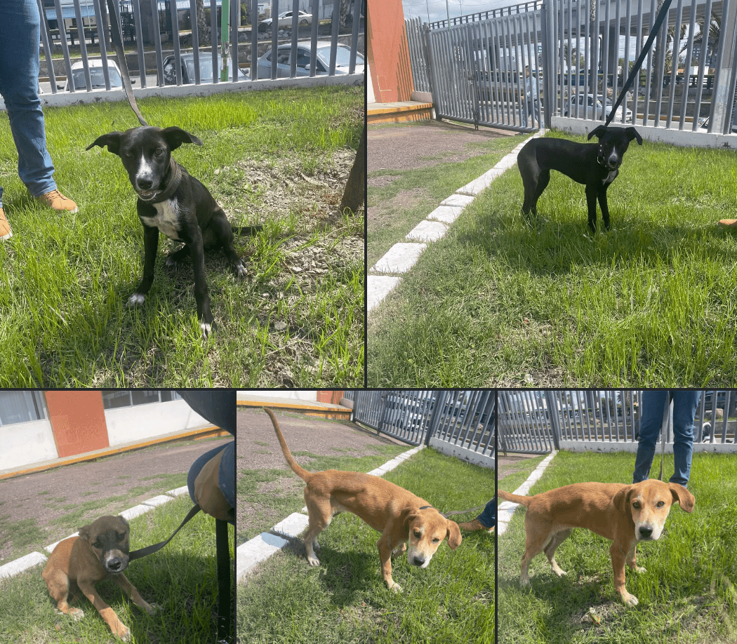 Atrapan a sujeto acusado de maltrato animal en Pachuca