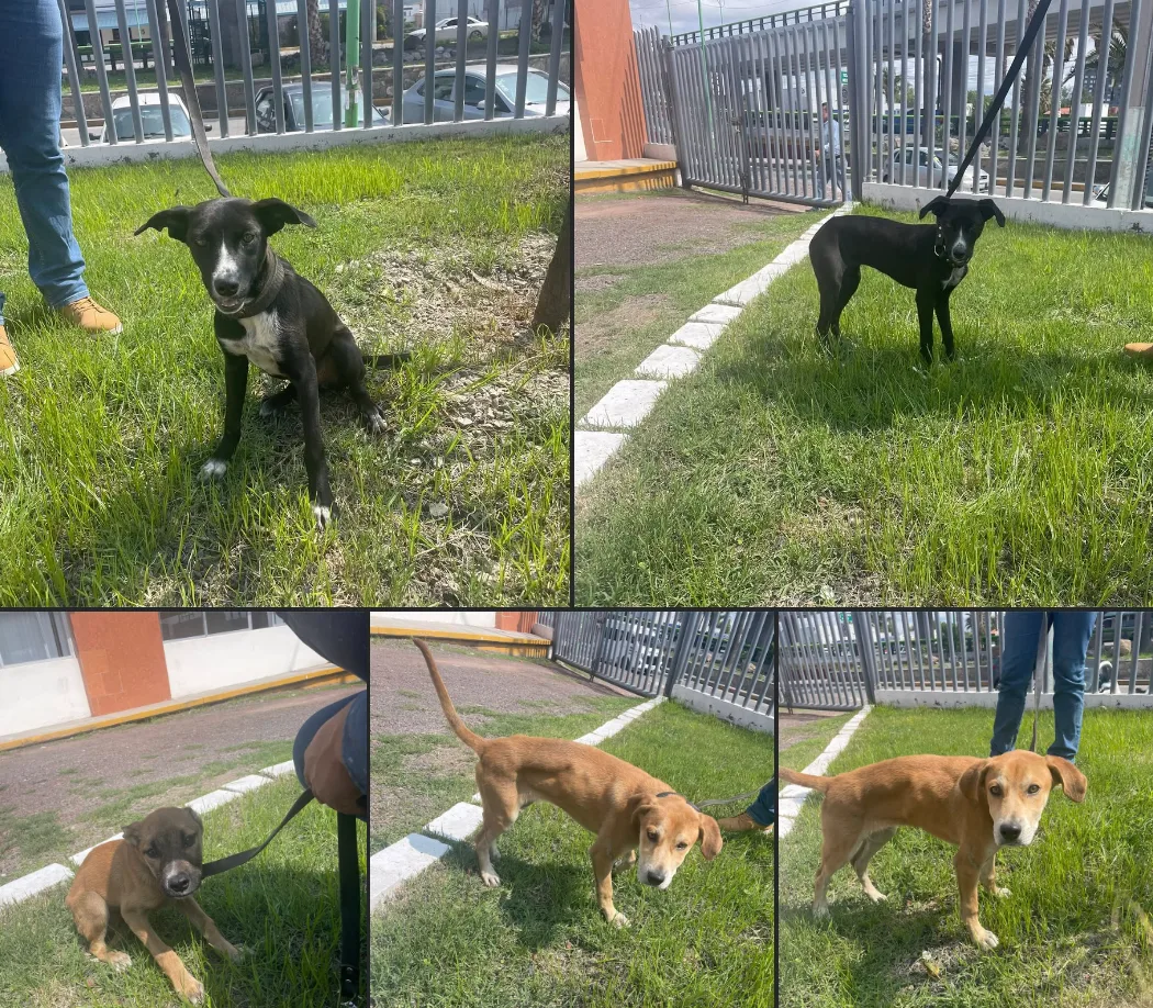 Atrapan a sujeto acusado de maltrato animal en Pachuca 5 Atrapan a sujeto acusado de maltrato animal en Pachuca