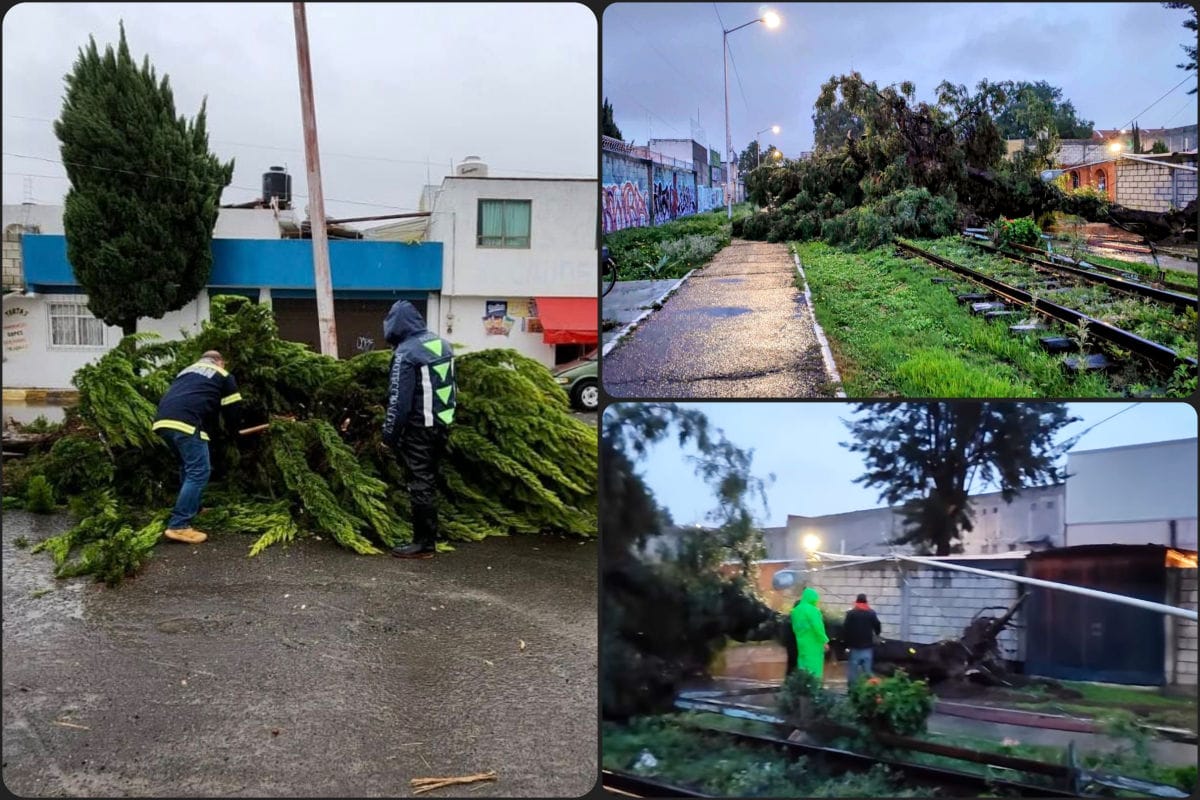 Colapsan árboles en Pachuca tras las lluvias de este viernes; uno derribó una luminaria