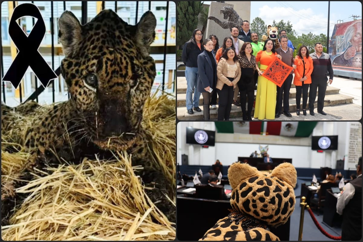 Buscan declarar el Día del Jaguar en Hidalgo para proteger al felino y como homenaje a 'Pacus'
