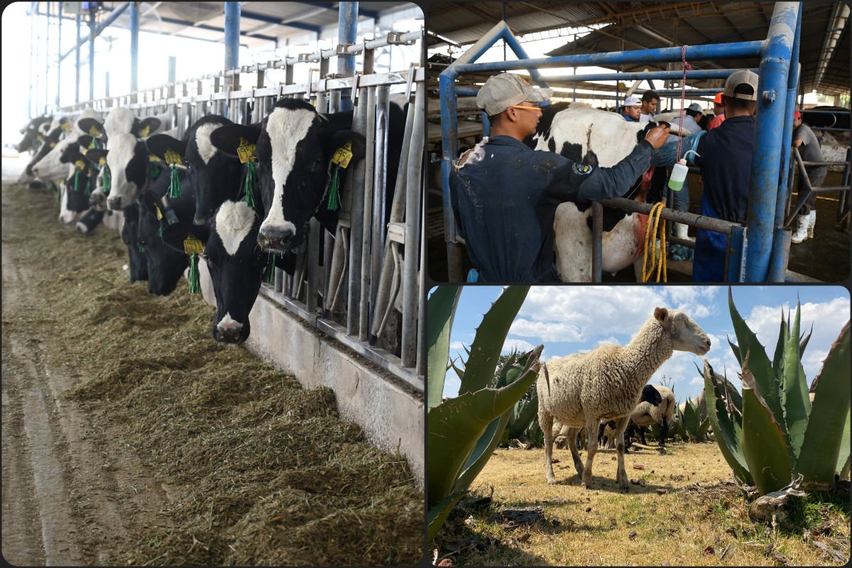 Hidalgo activa acciones preventivas ante amenaza del gusano barrenador