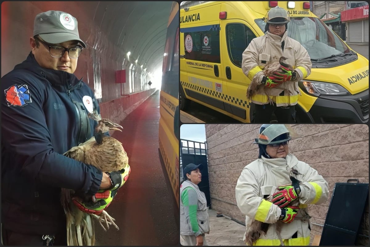 Rescatan a pavo real en túnel de Las Palomas