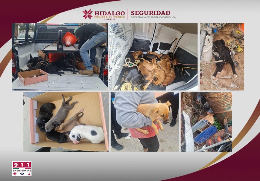 Rescatan a 29 perritos durante cateos contra el narcomenudeo en Hidalgo; estaban en condiciones deplorables