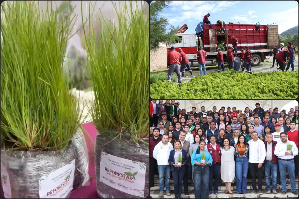 Entregan más de 370 mil plantas forestales para restaurar ecosistemas de Hidalgo