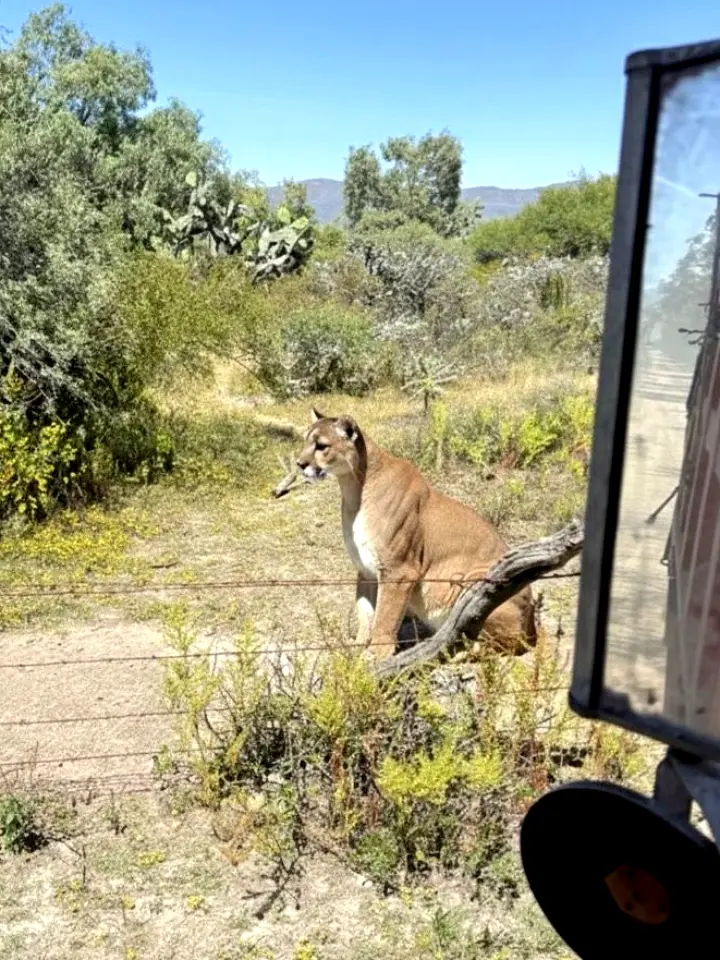 Captan a un puma merodeando en San Agustín Tlaxiaca