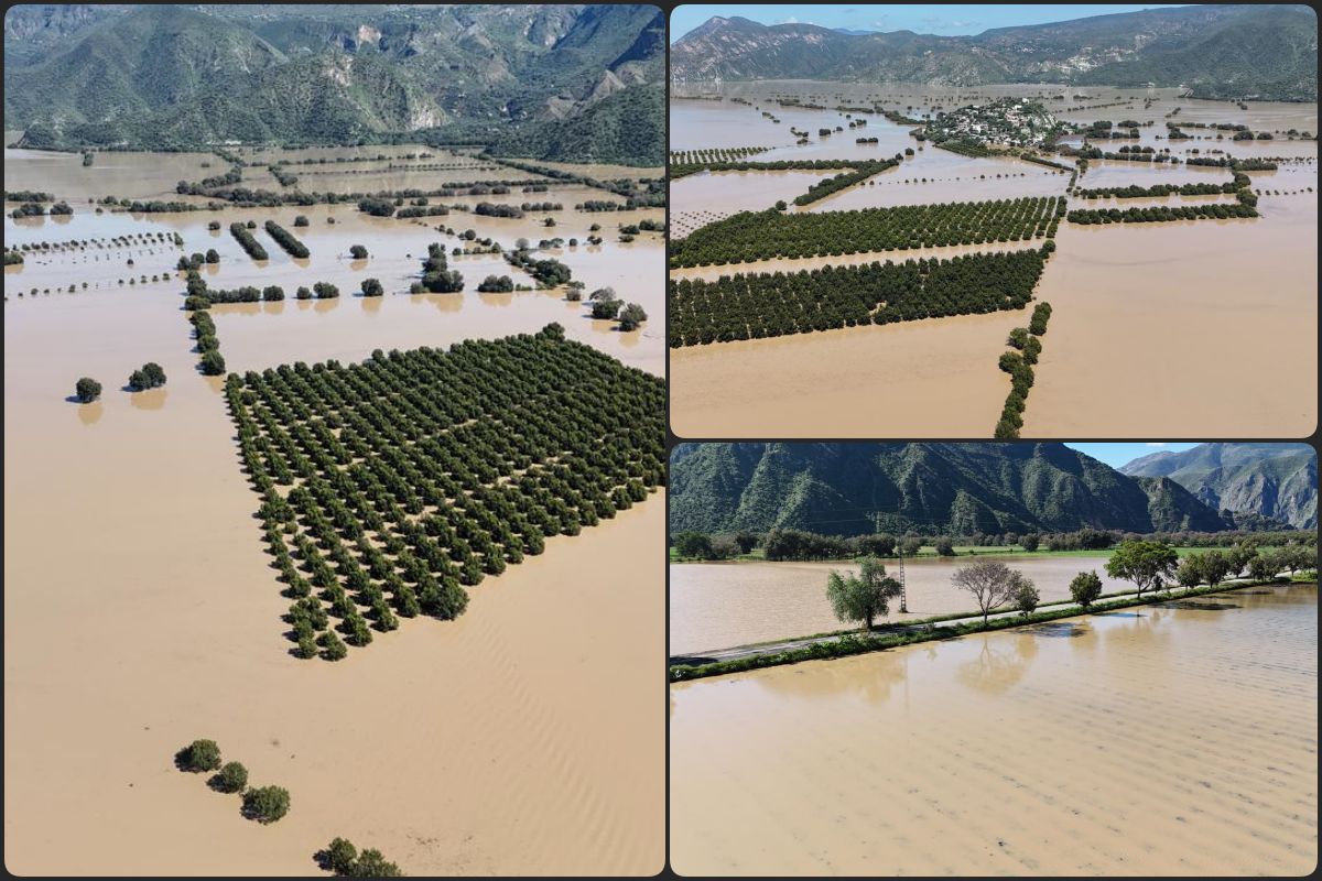 Devastación en la Vega de Metztitlán por las lluvias: se pierden cerca de 6 mil hectáreas de cultivo (video)