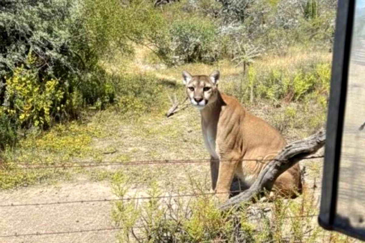 Captan a un puma merodeando en San Agustín Tlaxiaca