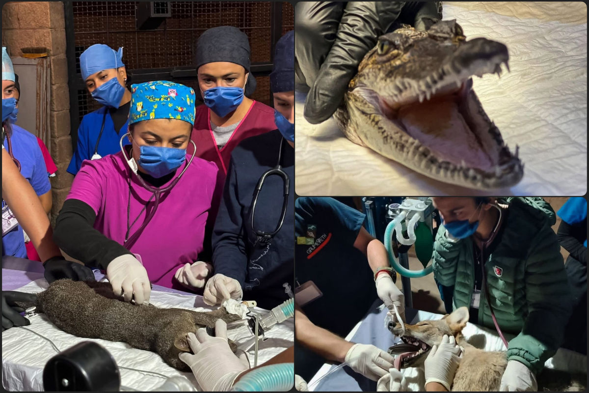 Abren curso de rehabilitación de fauna silvestre en Pachuca