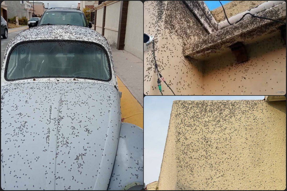 ¡De pesadilla! Plaga de moscas invade zona urbana de Tizayuca (video)