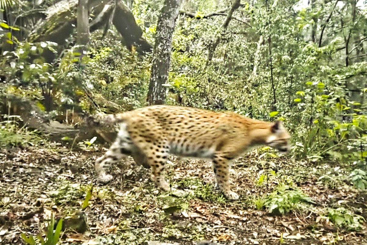 Captan espectacular jaguar en área natural de Hidalgo
