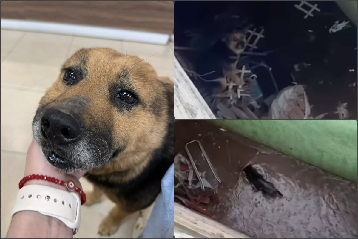 Rescatan a perrita tras denuncia de indignante maltrato en Mineral de la Reforma