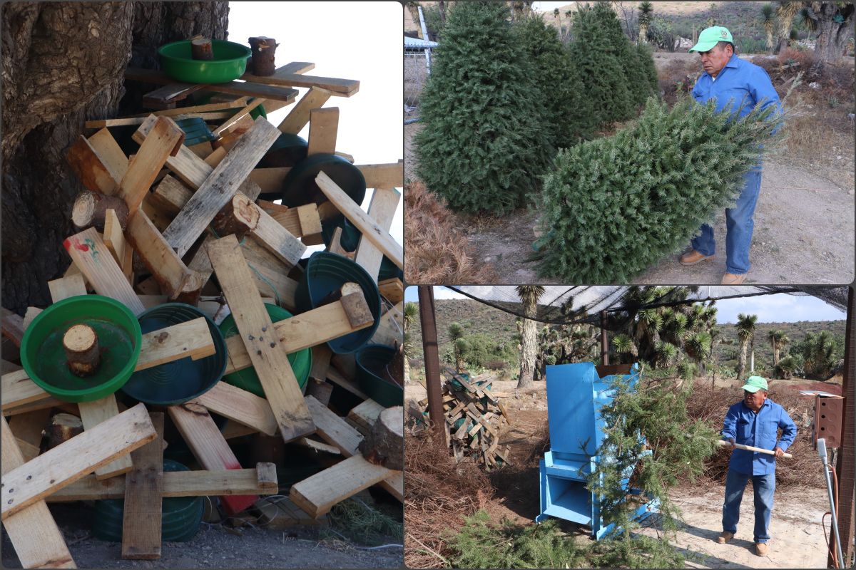 ¡Regrésalo a la tierra! Campaña en Pachuca busca que árboles naturales de Navidad no terminen en tiraderos