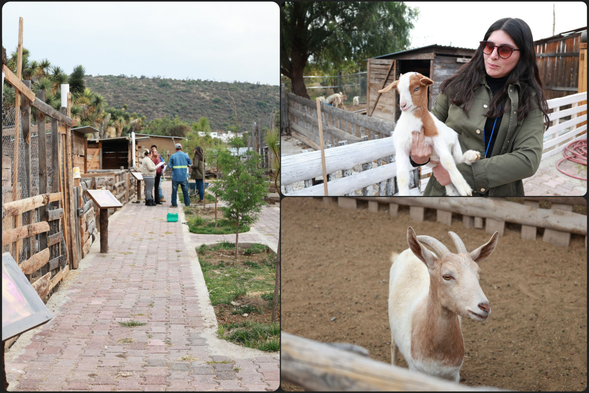 Invitan a conocer GranjAventura, actividad interactiva con animales en el Parque Ecológico de Cubitos