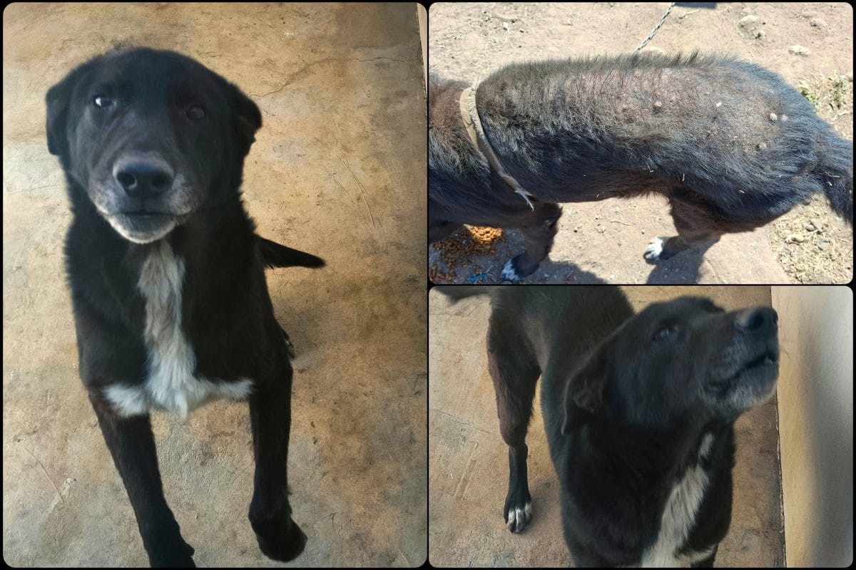 Rescata ayuntamiento de Pachuca a peludito víctima de maltrato