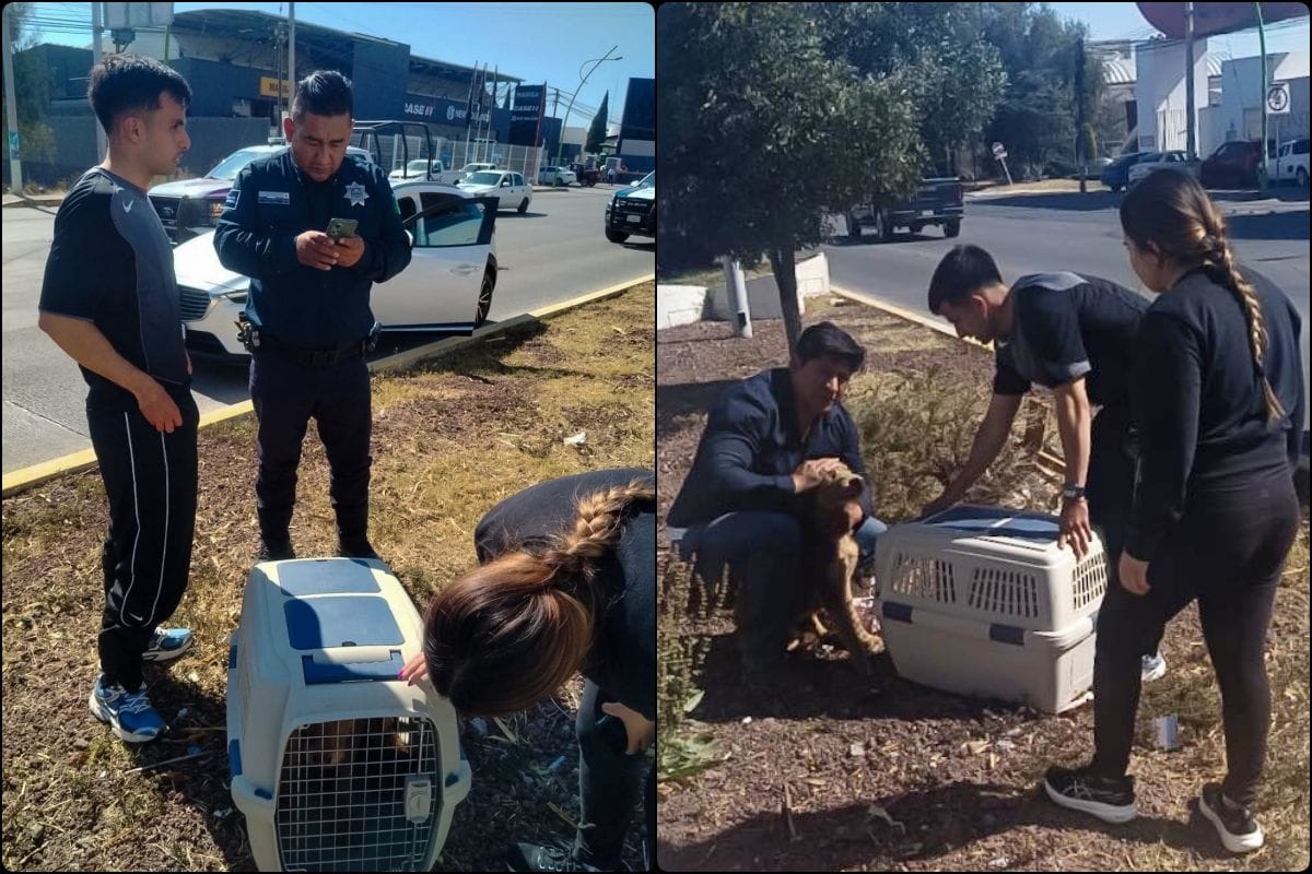 Lomito herido es rescatado en bulevar Colosio con ayuda de jugador del Pachuca
