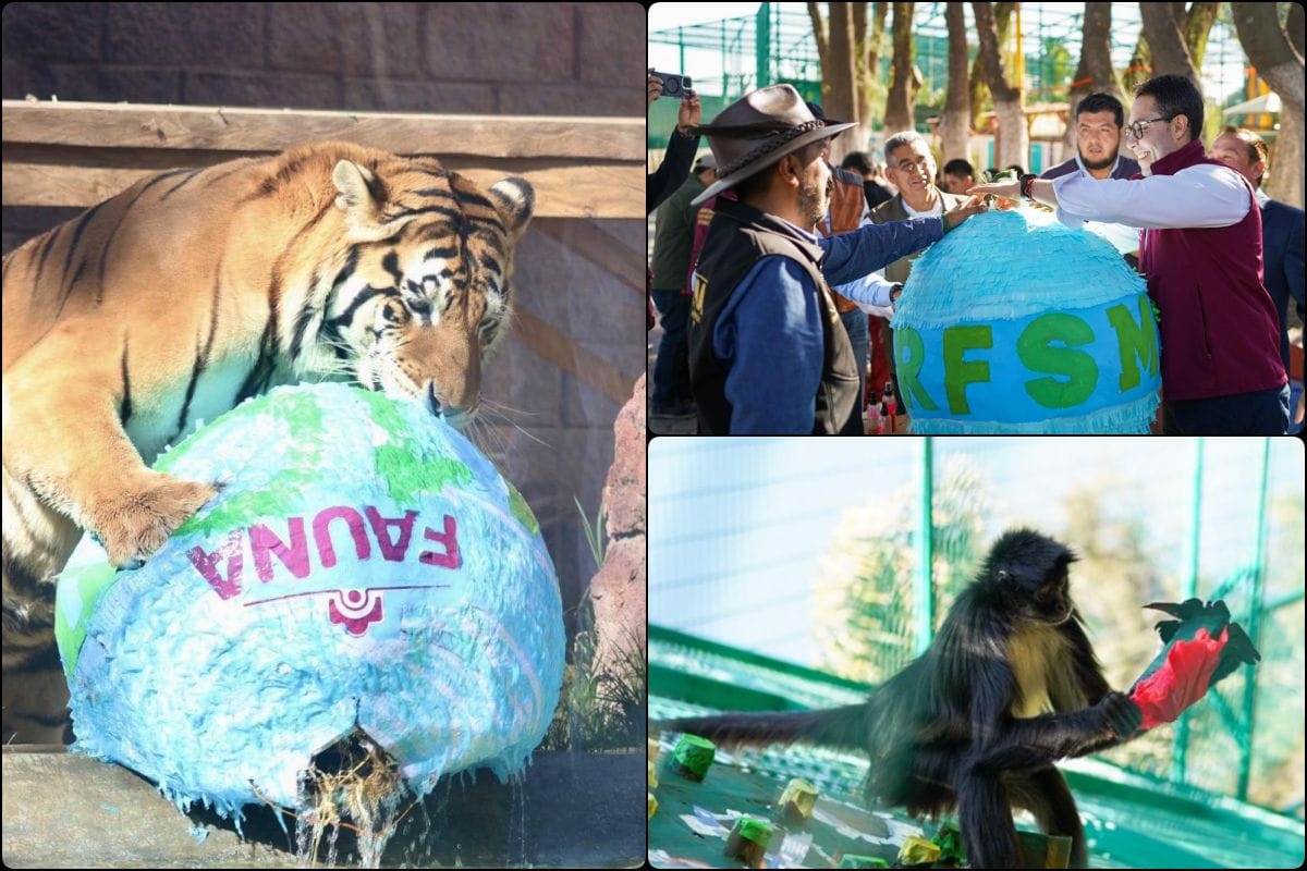 Cumple una década rehabilitando animalitos la Unidad de Fauna Silvestre de Pachuca