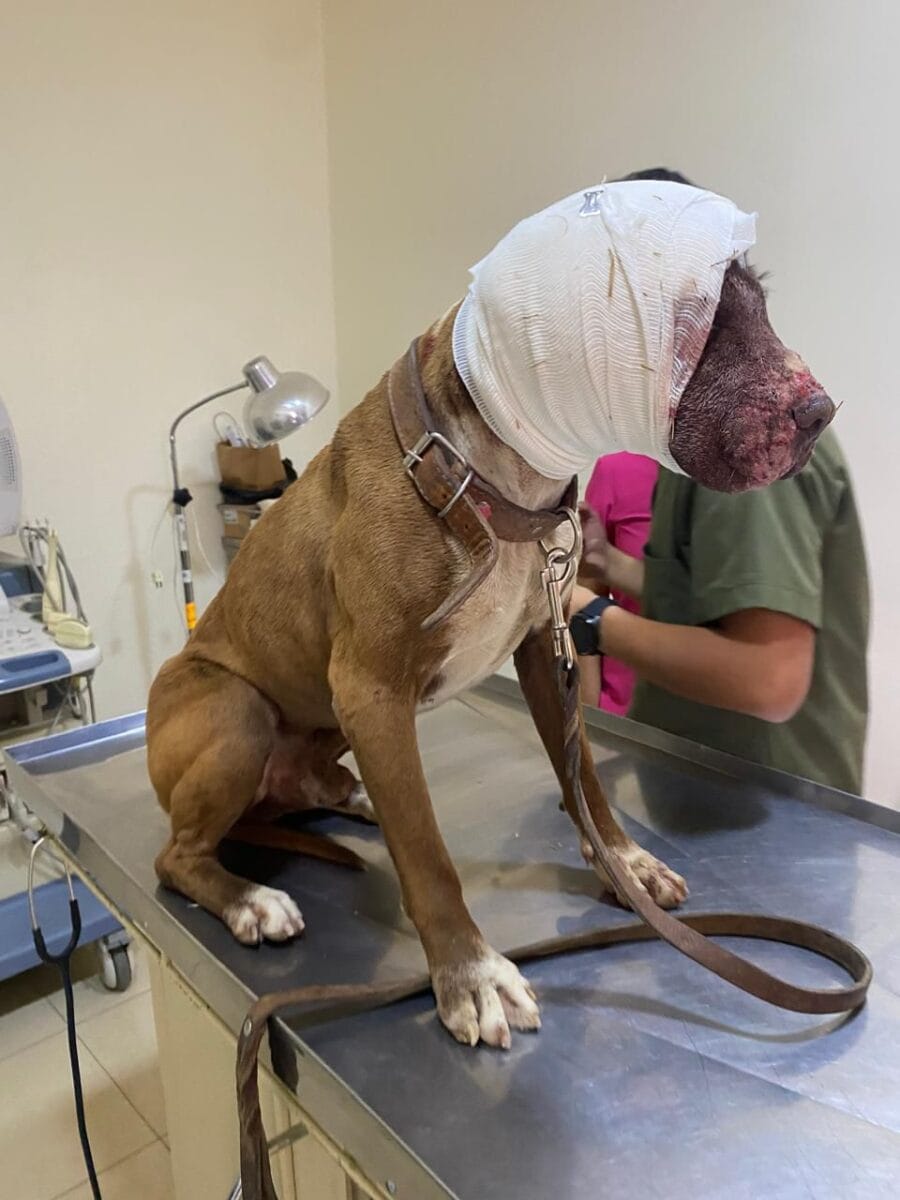 Rescate en Pachuca: auxilian a pitbull herido y amarrado con alambre