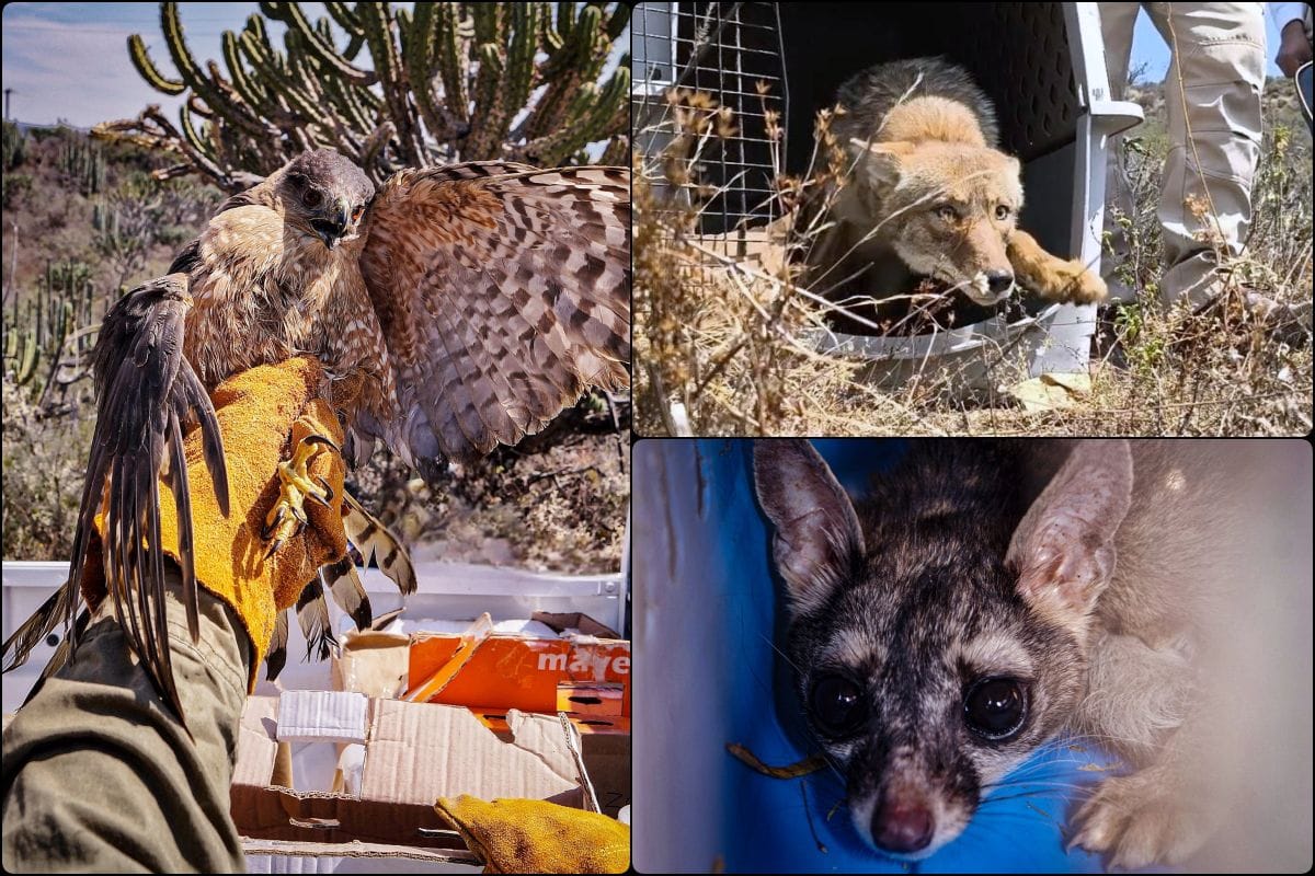 Realizan primera liberación del año de fauna rehabilitada en Pachuca