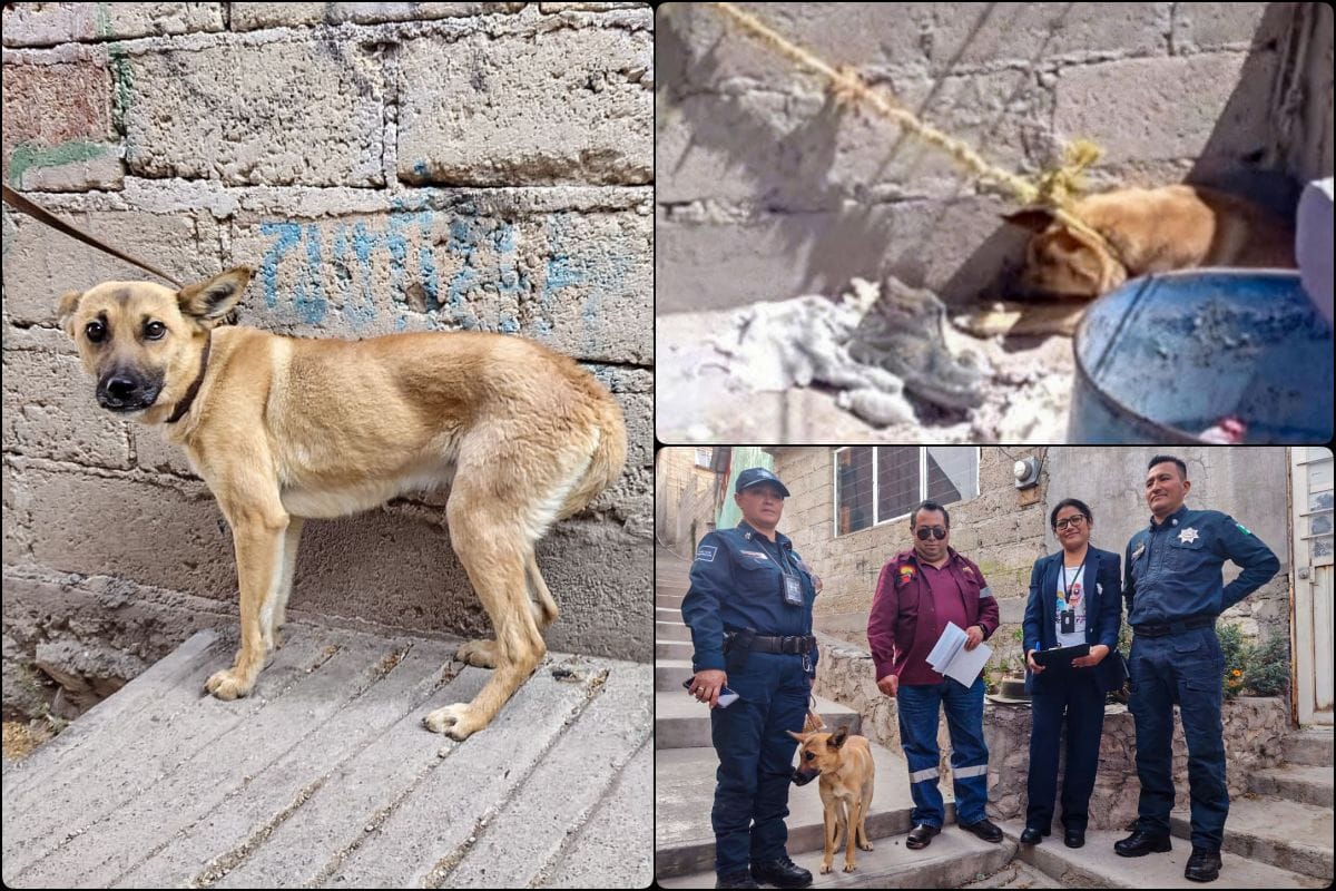 Rescatan a perrita en condiciones de abandono en un domicilio de Pachuca