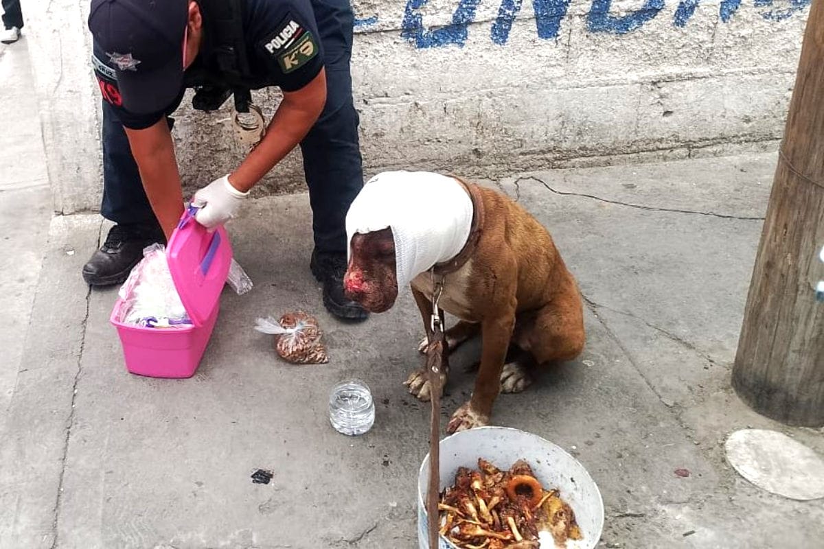 Rescate en Pachuca: auxilian a pitbull herido y amarrado con alambre