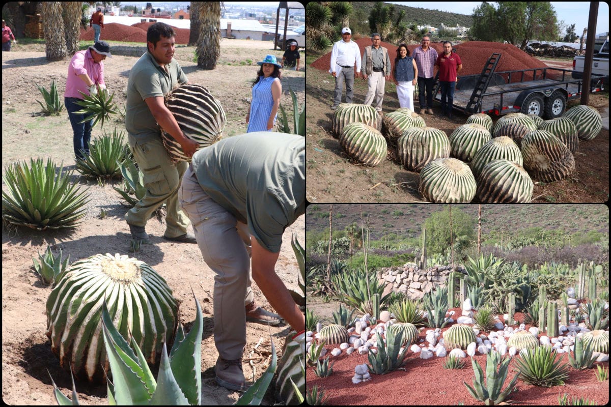 Rescate ambiental: trasladan biznagas aseguradas al Parque Ecológico Cubitos para su recuperación