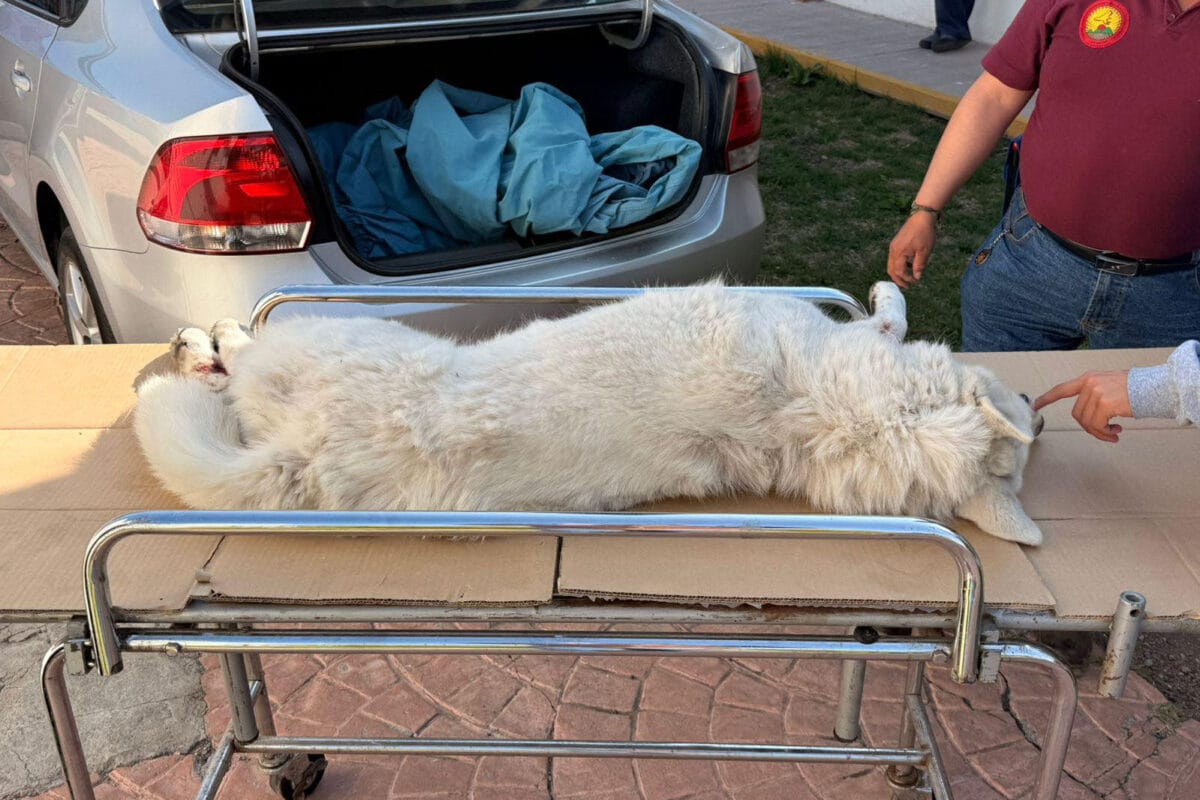 Buscan a familia de perrito husky atropellado en Zona Plateada