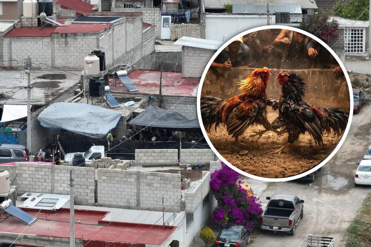 Pelea de gallos clandestina en Pachuca acaba en la detención de 37 personas