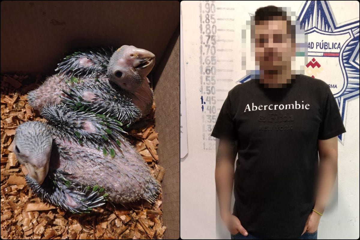 Detienen a hombre por vender pericos protegidos en Mineral de la Reforma