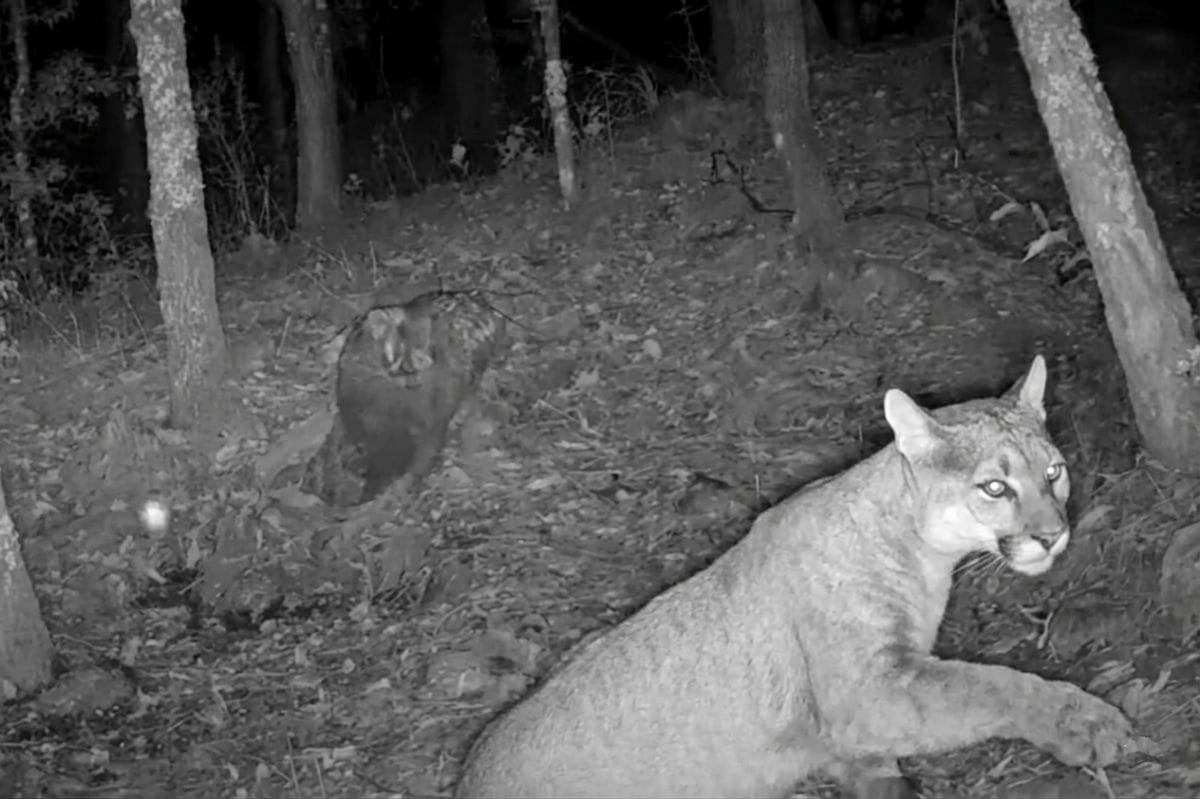 Captan un puma en importante parque hidalguense (video)