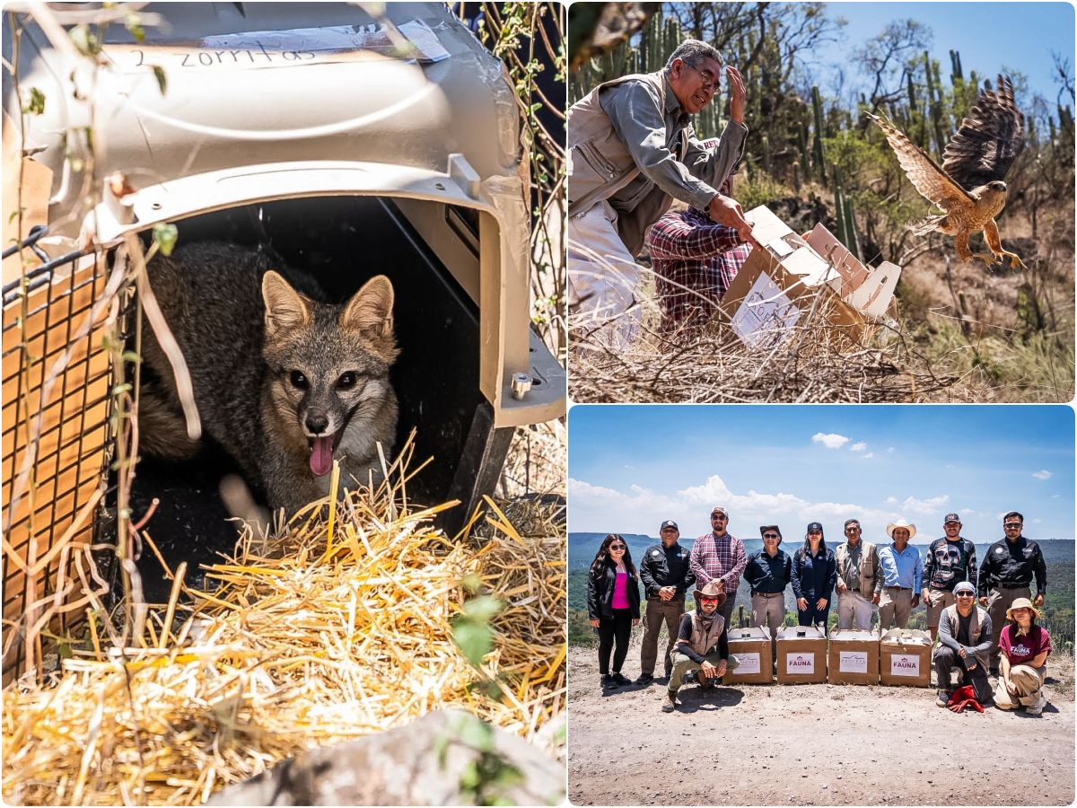 Unidad de Rehabilitación de Pachuca libera 11 animales silvestres en la Barranca de Metztitlán