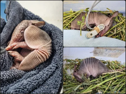 Bebé armadillo rescatado recibe atención médica de urgencia en Pachuca