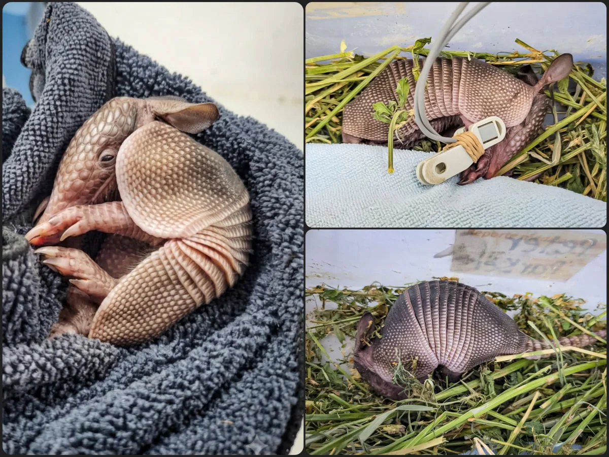 Bebé armadillo rescatado recibe atención médica de urgencia en Pachuca
