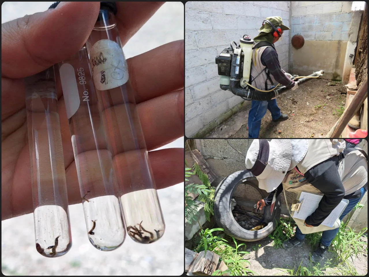 A pesar de las lluvias, descienden los casos de dengue en Hidalgo gracias a campañas de prevención