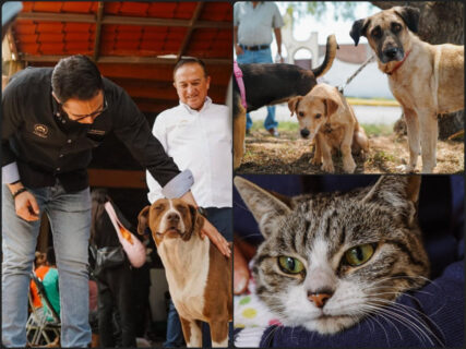 El ayuntamiento de Pachuca supera los 7 mil servicios veterinarios en lo que va del año
